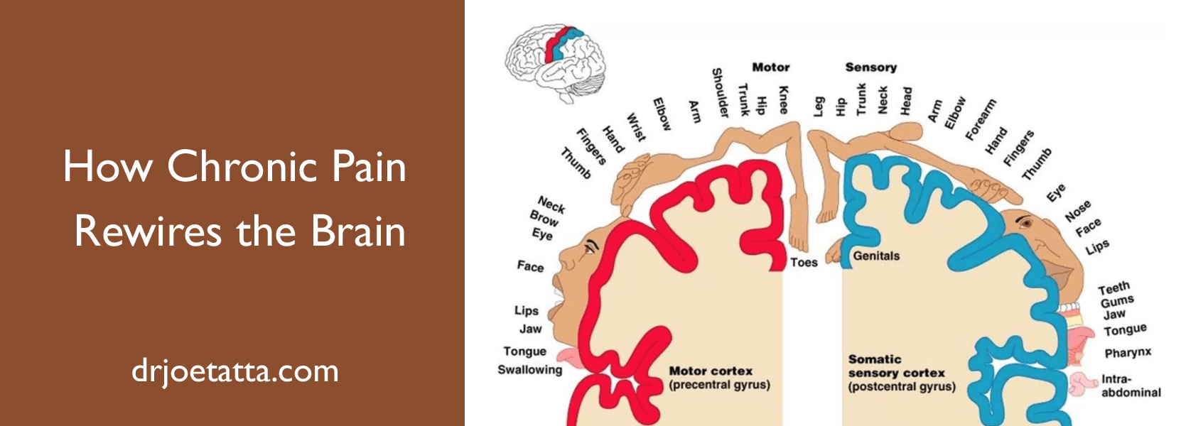 How Chronic Pain Rewires the Brain